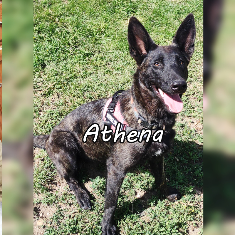 Service Dog - Athena