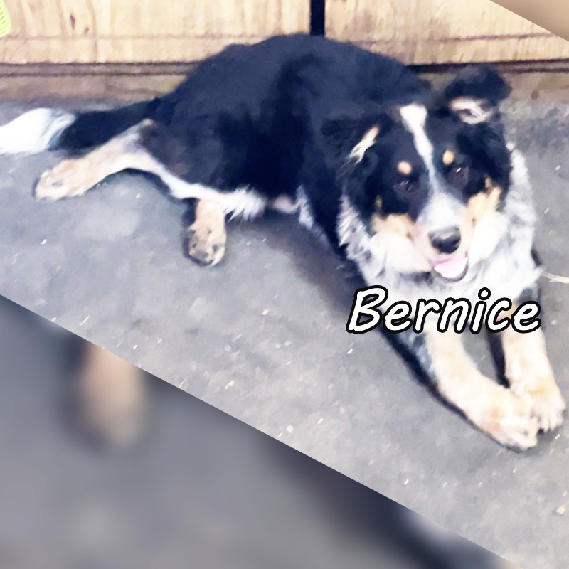 Service Dog - Bernice
