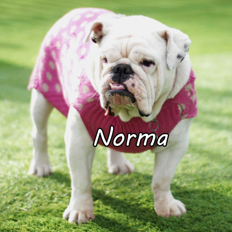 Service Dog - Norma