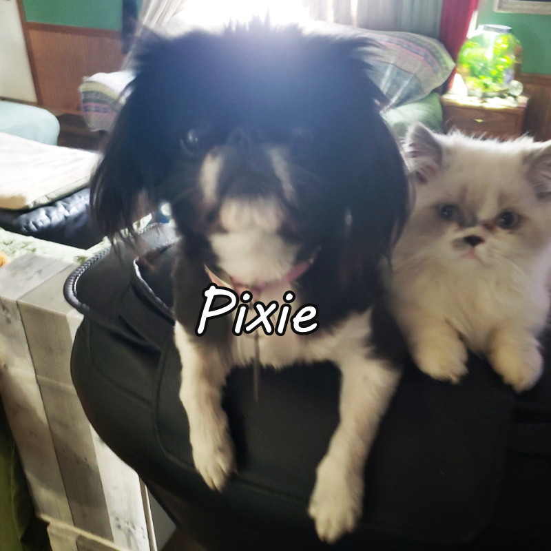 Service Dog - Pixie