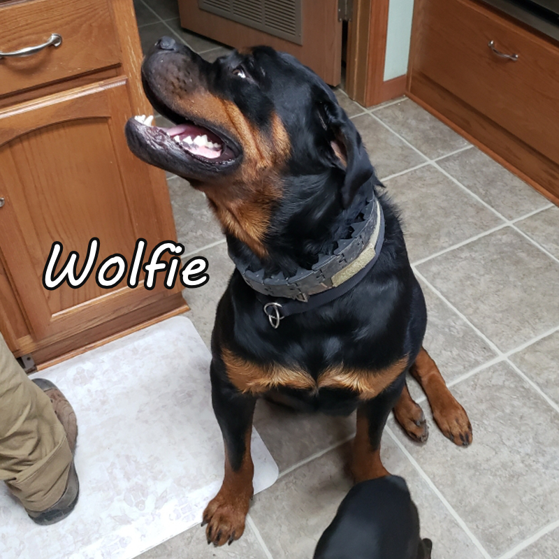 Service Dog - Wolfie
